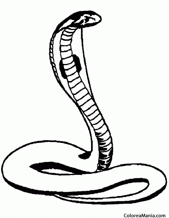 Colorear Serpiente Cobra 3