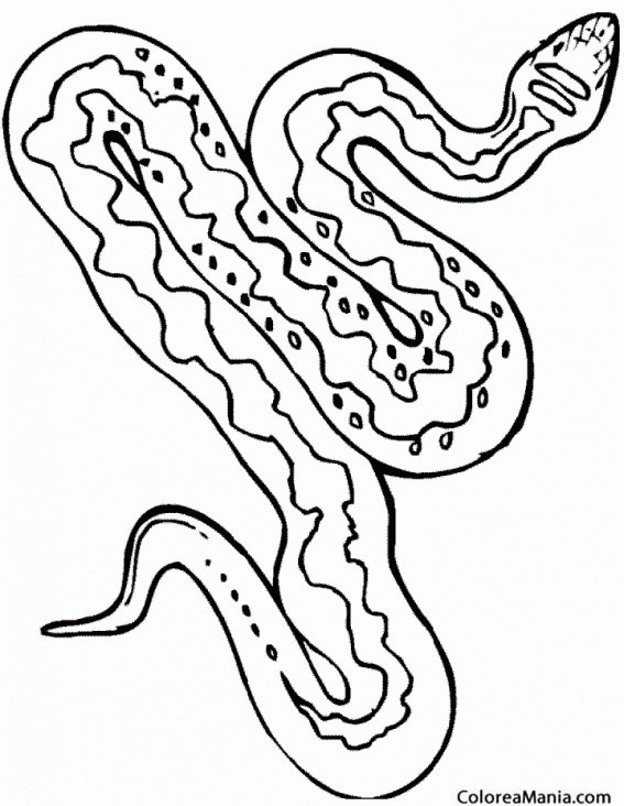 Colorear Serpiente de Hocico de Cerdo