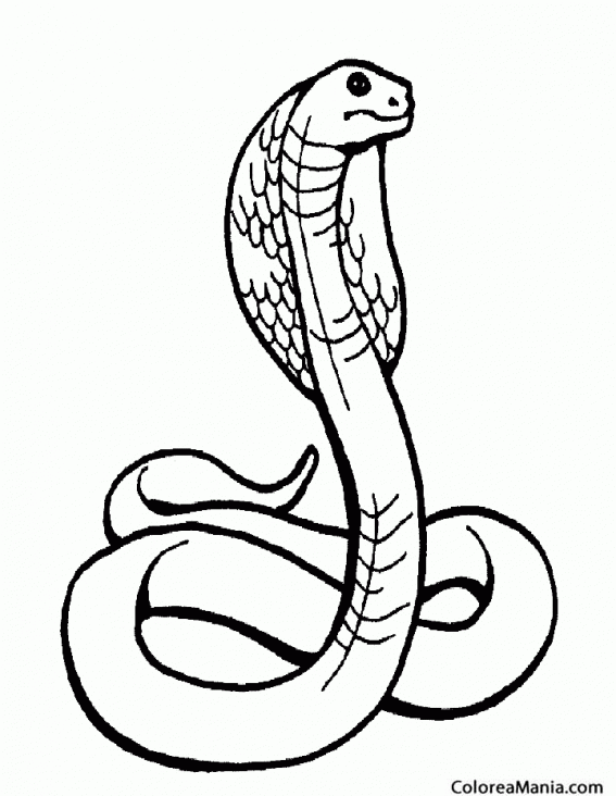 Colorear Cobra, Serpiente venenosa