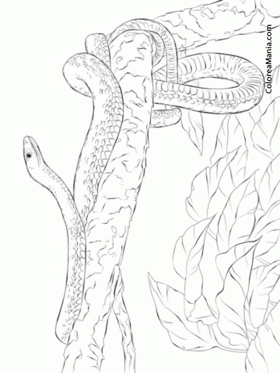 Colorear Serpiente Mamba Verde en un rbol