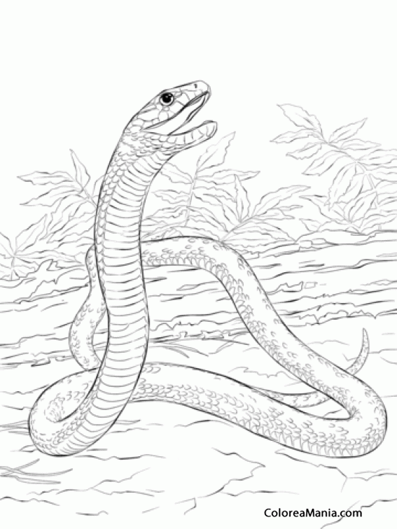 Colorear Serpiente Mamba Negra