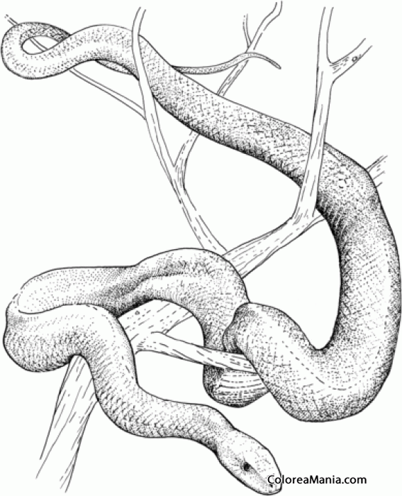 Colorear Serpiente mamba Verde , dibujo a lápiz (Reptiles), dibujo para  colorear gratis