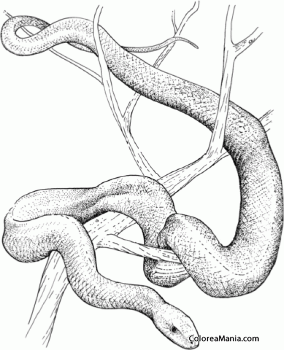 Colorear Serpiente mamba Verde , dibujo a lpiz