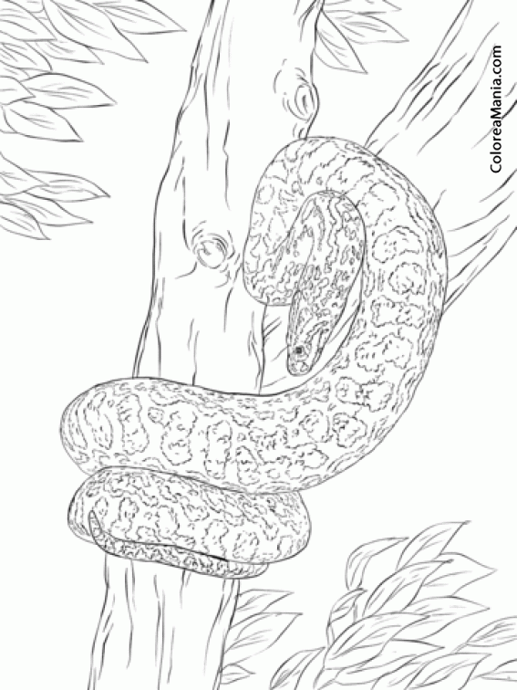 Colorear Serpiente Anaconda Amarilla