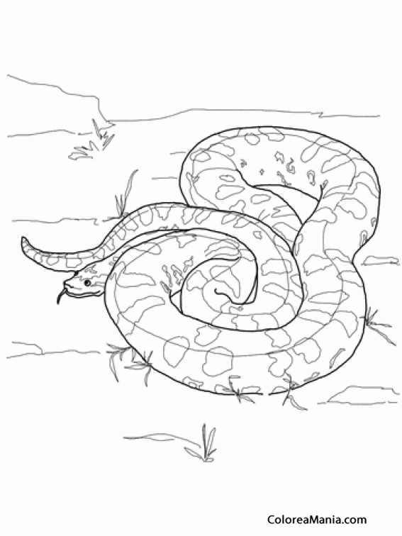 Colorear Serpiente Anaconda Verde enrrollada