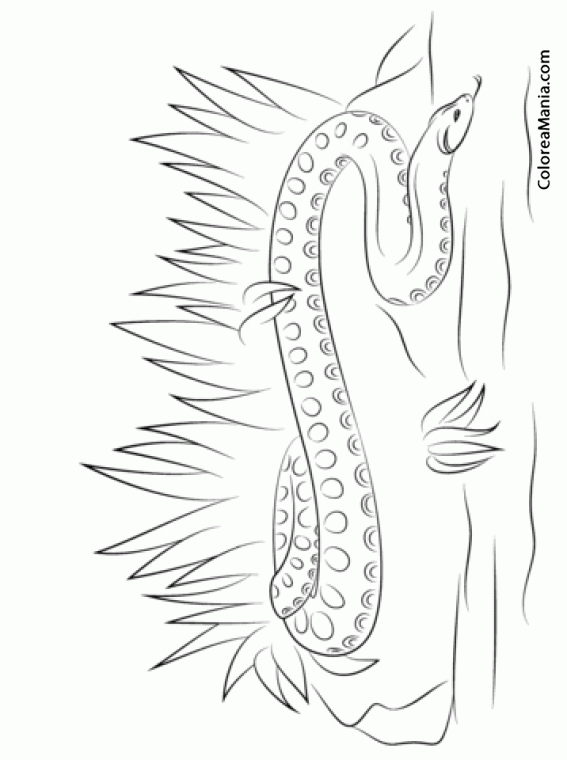 Colorear Serpiente Anaconda entre la hierba