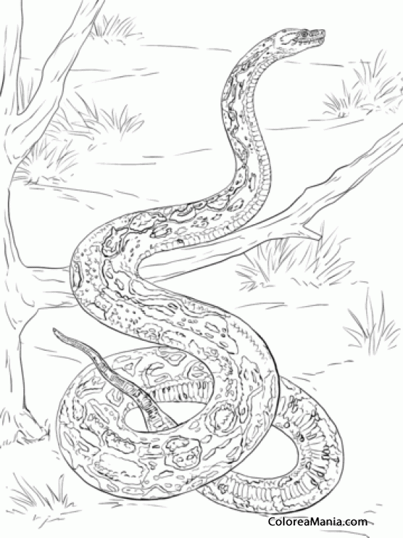 Colorear Serpiente Boa constrictor en el rbol