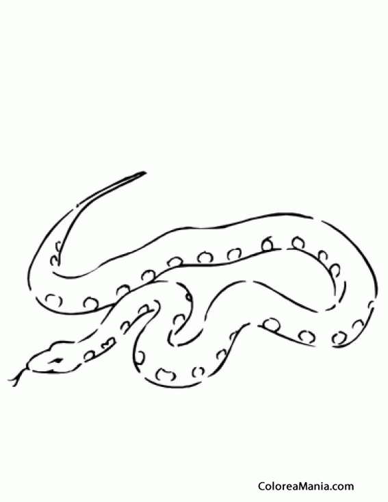Colorear Serpiente Boa constrictora 2