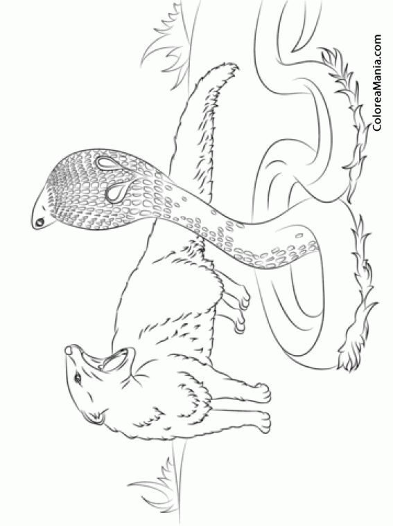 Colorear Serpiente Cobra enfrentada a una mangosta