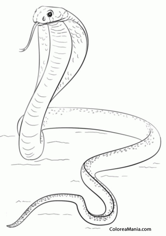 Colorear Serpiente Cobra Real 3