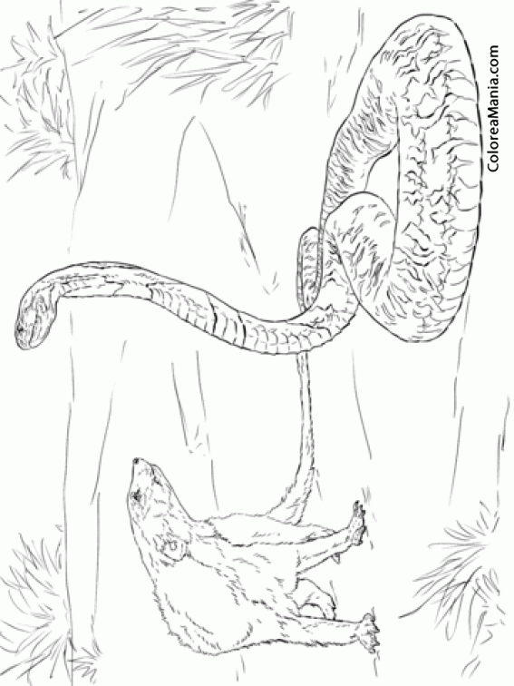 Colorear Serpiente cobra frente a mangosta