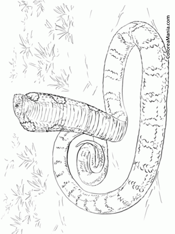 Colorear Serpiente Cobra, dibujo a lpiz