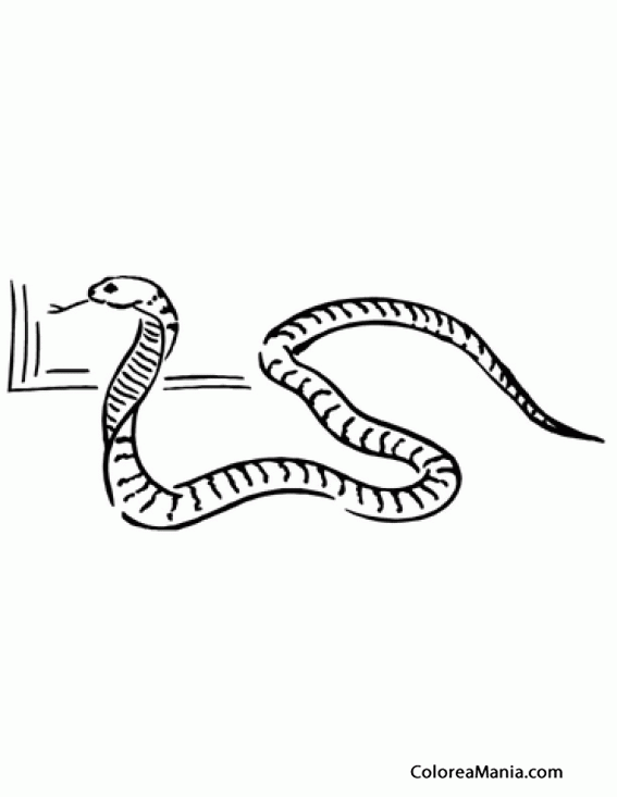Colorear Serpiente Cobra ante la puerta