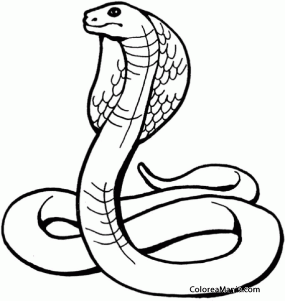 Colorear Serpiente Cobra 4 (Reptiles), dibujo para colorear gratis