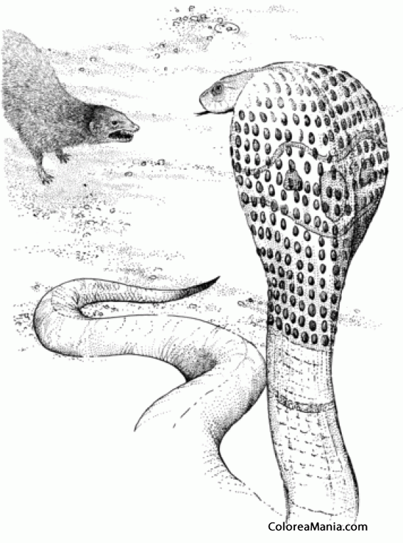 Colorear Cobra frente a mangosta, dibujo realista