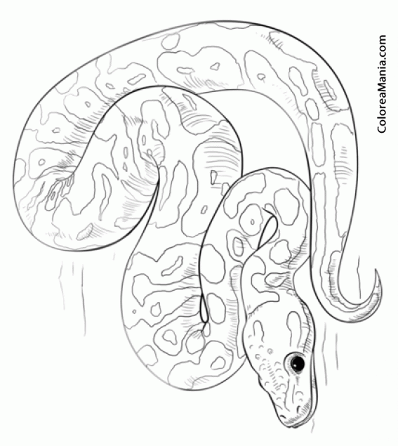 Colorear Serpiente Pitn, Boa esmeralda