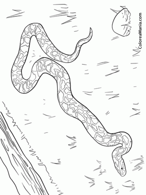 Colorear Serpiente Pitn Birmana 2