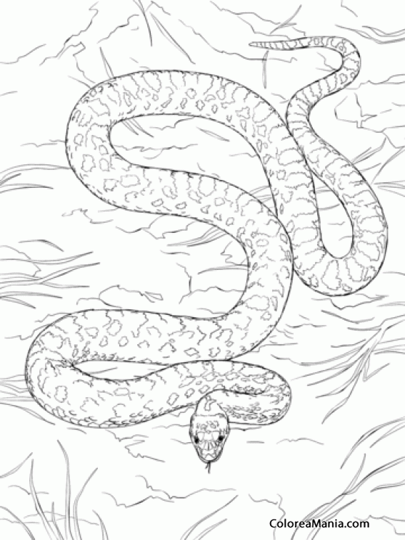 Colorear Serpiente Vbora roedor