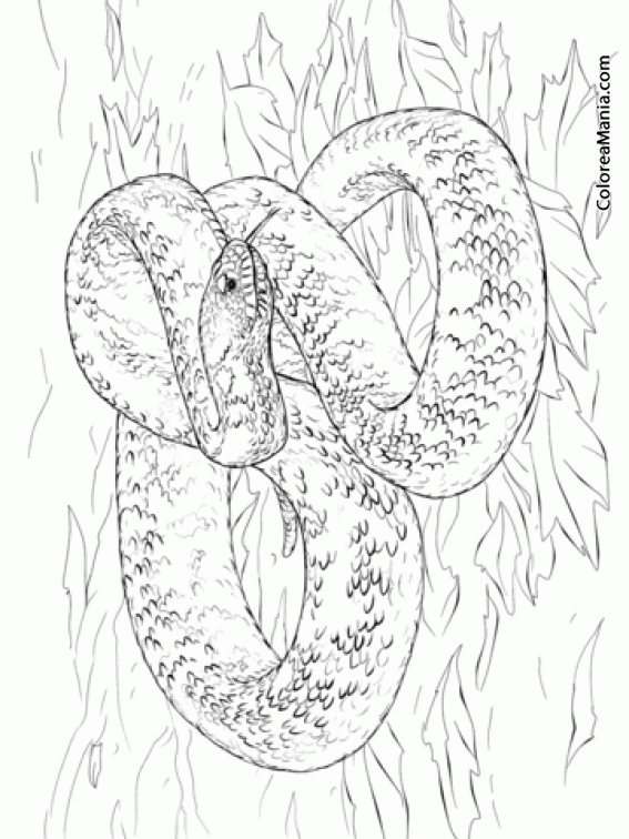 Colorear Serpiente Vbora Roedor 2