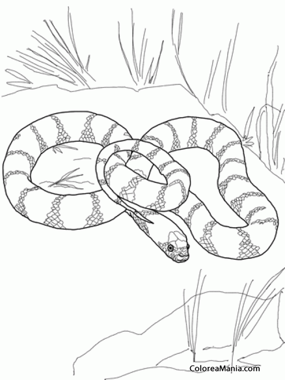 Colorear Serpiente Rey, de California