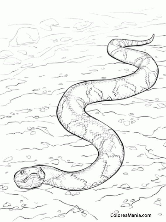 Colorear Serpiente  del Sur de Copperhead