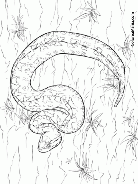 Colorear Serpiente. Crtalo de Malasia