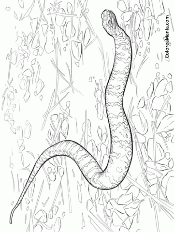 Colorear Serpiente mocasn de agua o boca de algodn 