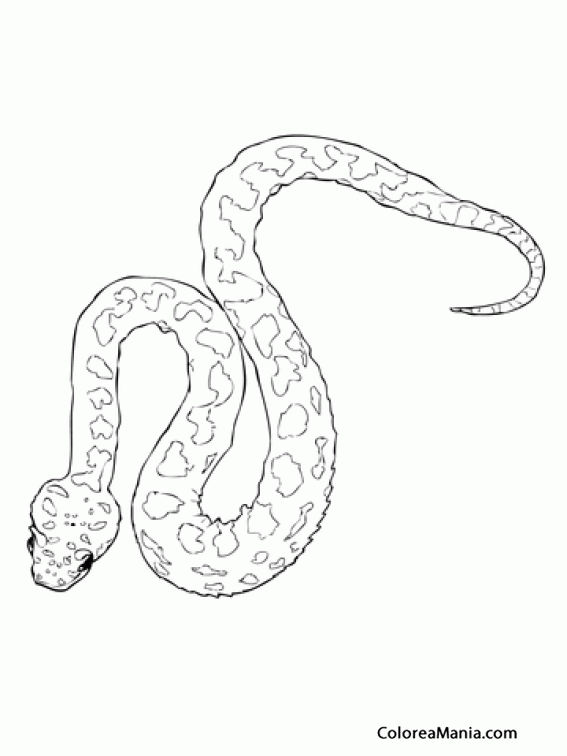 Colorear Serpiente víbora cornuda o víbora de arena (Reptiles), dibujo para  colorear gratis