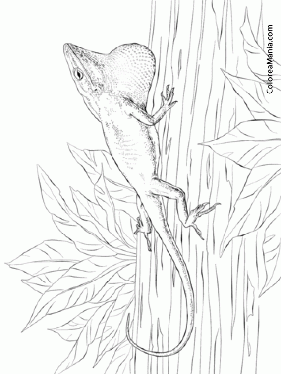 Colorear Lagart anoles. Anolis carolinensis. 