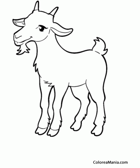 Colorear Cabras cola blanca (Animales de Granja), dibujo para colorear  gratis