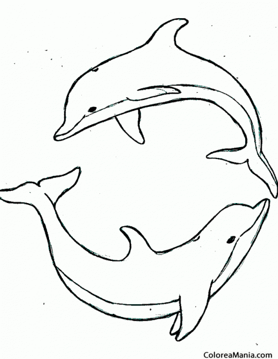 Colorear Dos Delfines 2