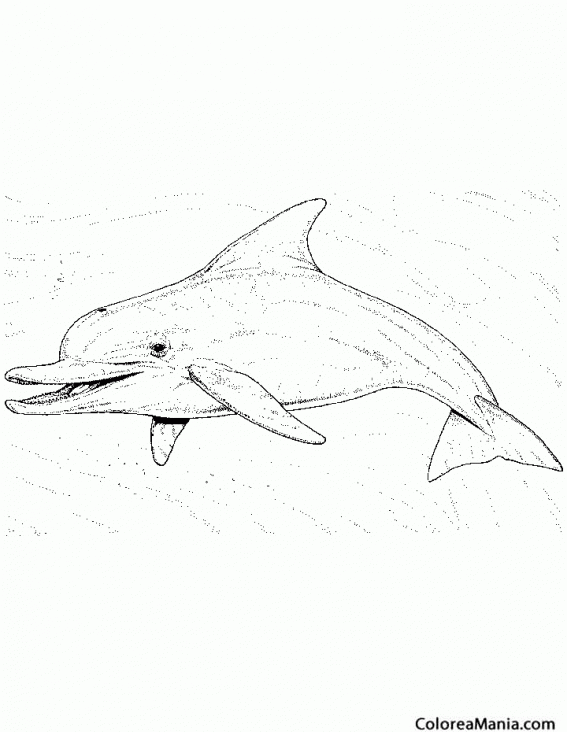 Colorear Delfín. Dibujo lápiz (Animales Marinos), dibujo para colorear gratis