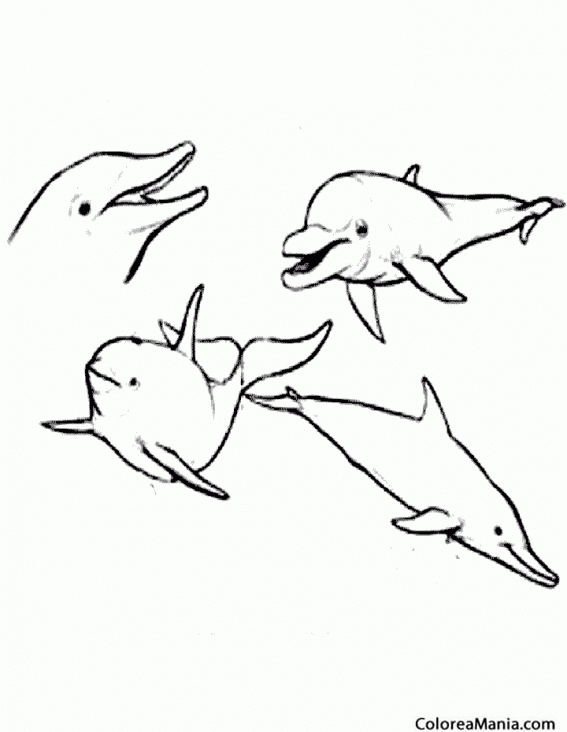 Colorear 4 Delfines  2