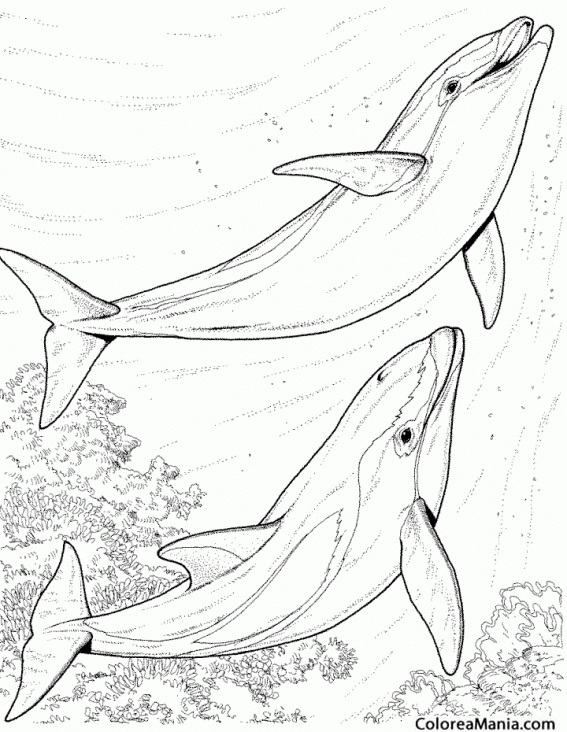 Colorear Dos Delfines sumergidos