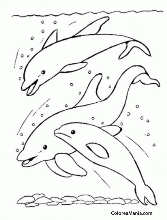 Colorear 3 Delfines sumergidos
