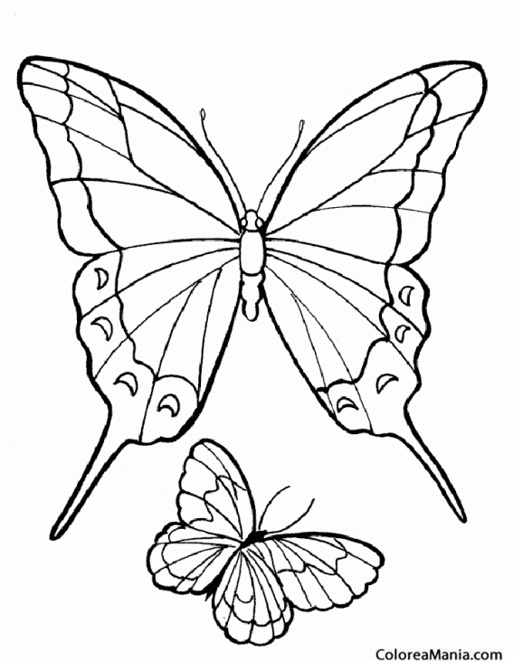 Colorear Mariposa sabelina