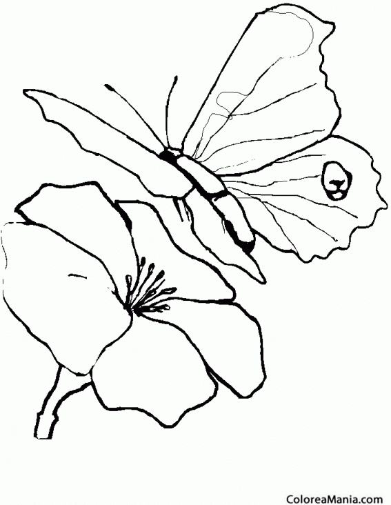 Colorear Mariposa calavera