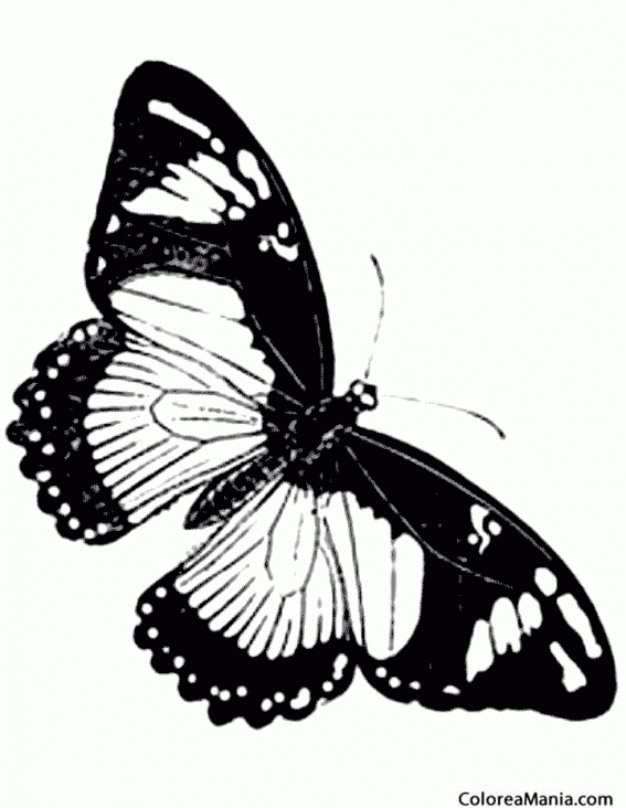 Colorear Mariposa Vulcana