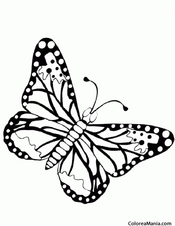 Colorear Mariposa doncella tmida