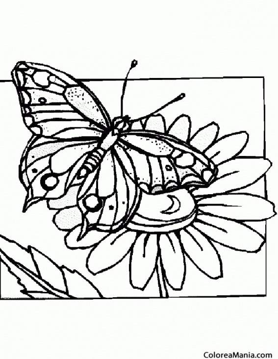 Colorear Mariposa en girasol