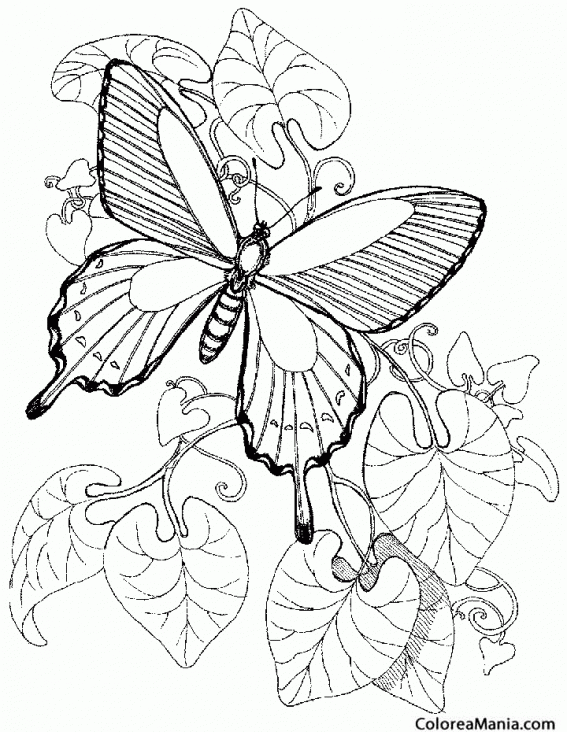Colorear Mariposa pedregosa