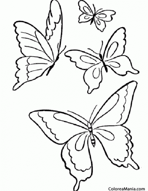 Colorear Mariposas saltacercas