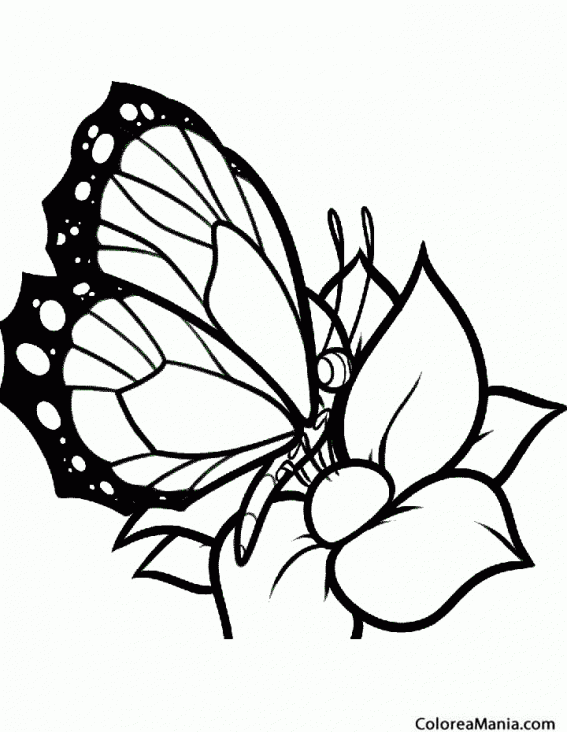 Colorear Mariposa libando