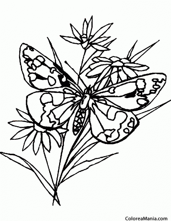 Colorear Mariposa Rey moro