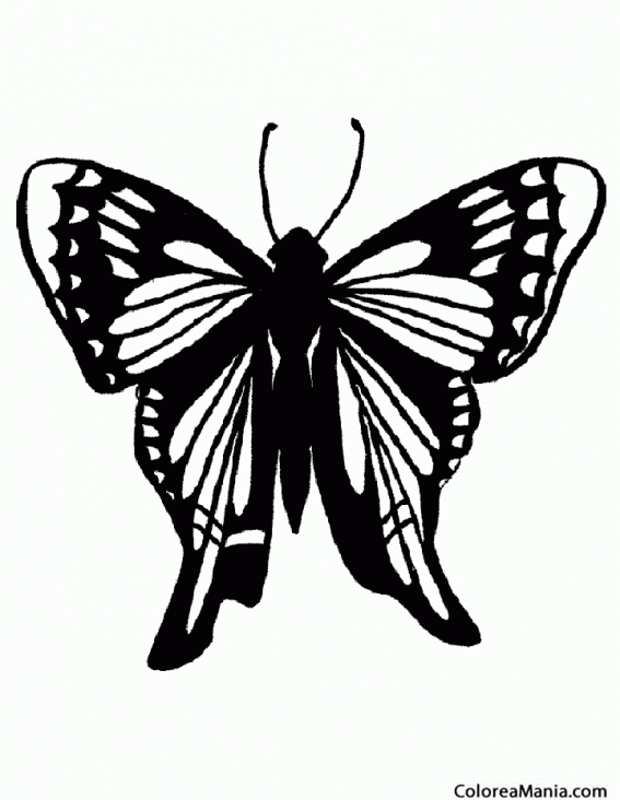 Colorear Mariposa negra