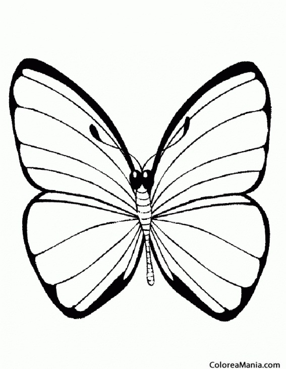 Colorear Mariposa  Medioluto Ins
