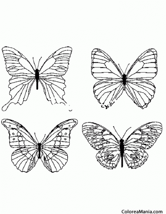 Colorear Cuatro Mariposas