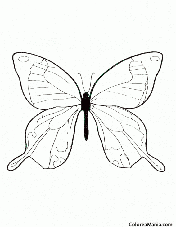 Colorear Mariposa patatera