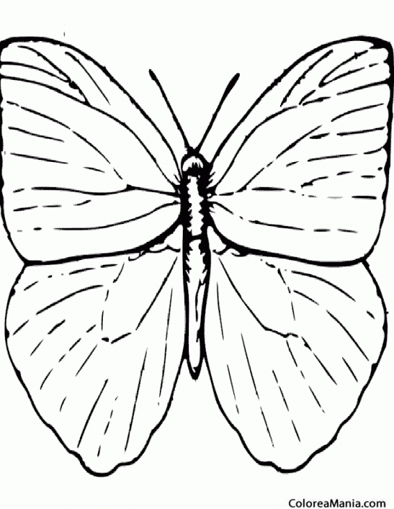 Colorear Mariposa blanca