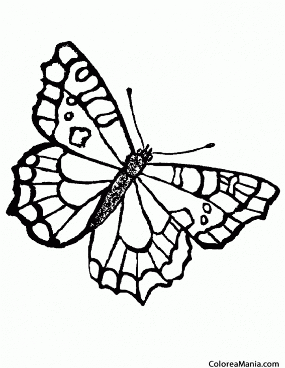 Colorear Mariposa 7